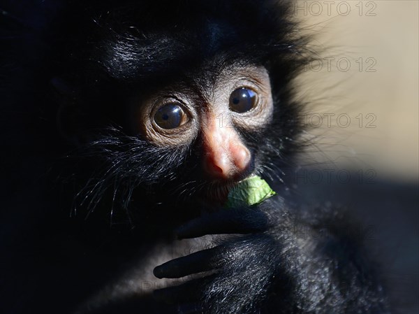 Peruvian spider monkey