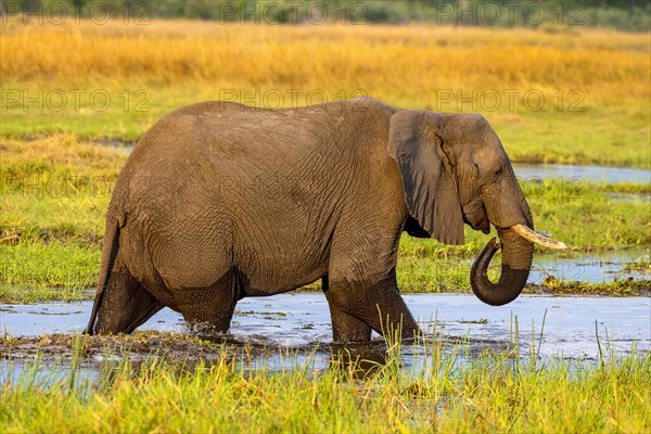 African elephant