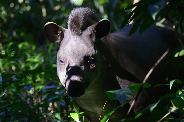 Lowland tapir