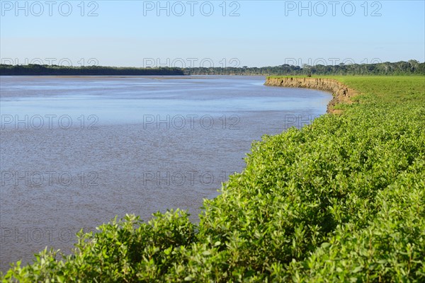 Banks of the Rio Alto Beni