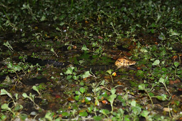 Young yacare caiman