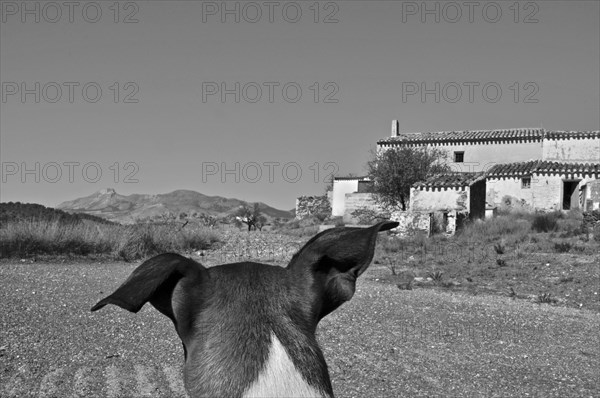 Dog looking at abandoned finca in Velez Rubio