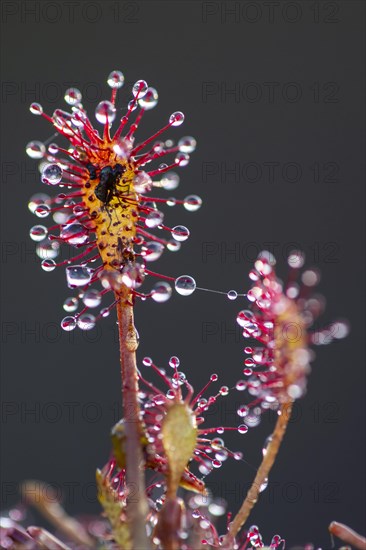 Oblong-leaved sundew