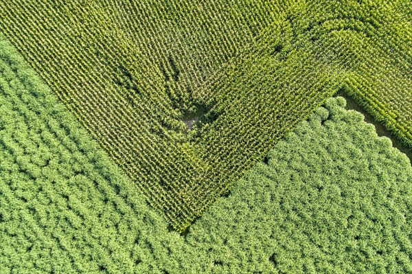 Aerial view of a field silver grass