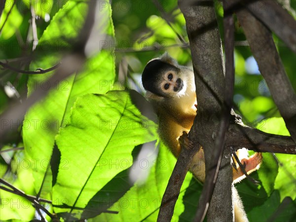 Black-capped squirrel monkey