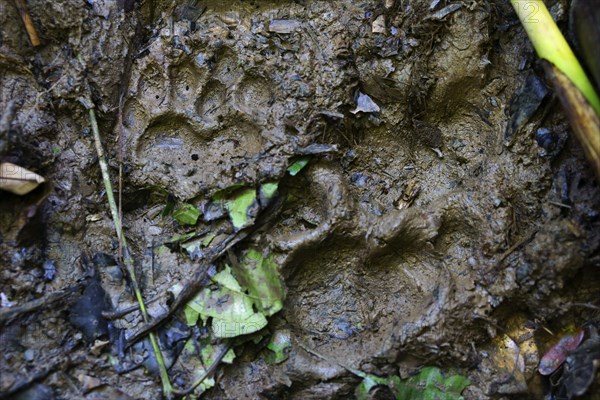 Paw print