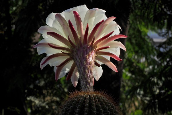 flower of queen of the night