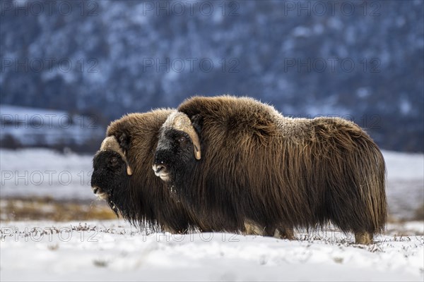 Musk Ox Photo12 imageBROKER Robert Haasmann