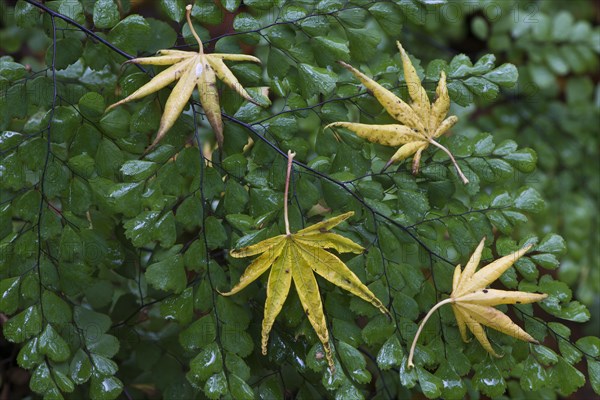 Leaves of smooth japanese maple