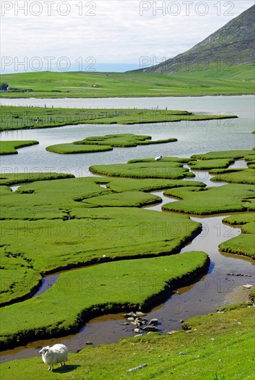 Sheep in a green tidal landscape crossed by small streams