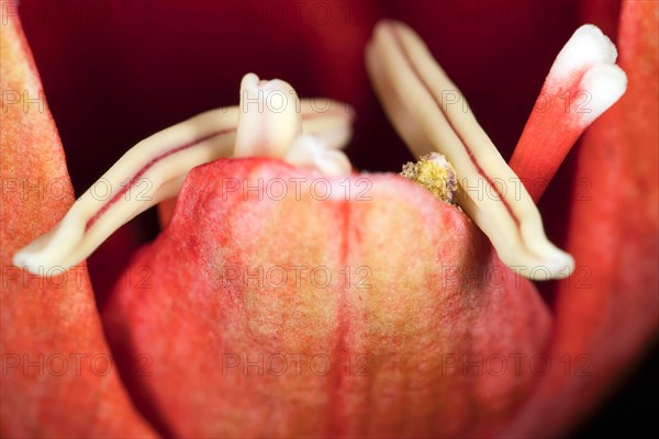 Not yet fully developed pistils of a red amaryllis