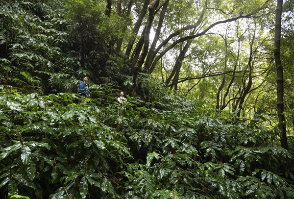 Hikers on the way to the Salto do Prego waterfall past the large-leaved perennials of the butterfly ginger