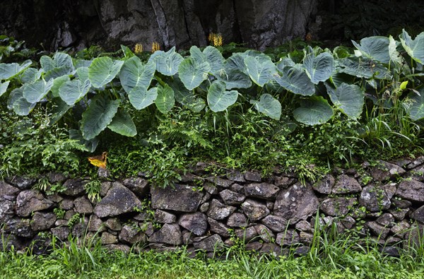 Stone wall with butterbur