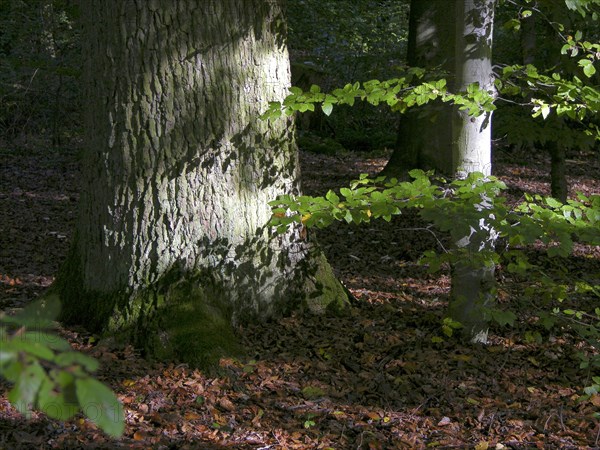 Green beech leaf with beech