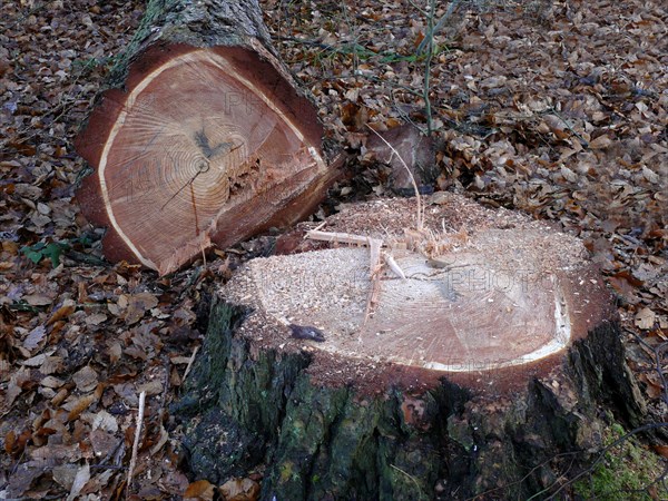 Freshly felled coniferous tree