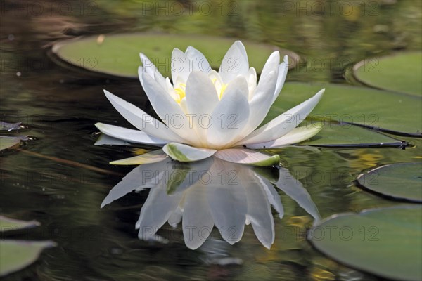 Water lily