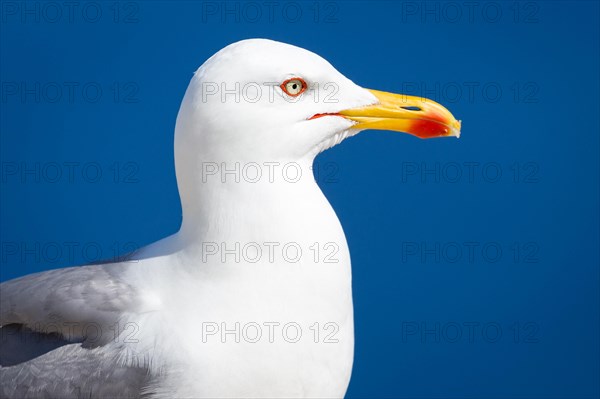 Yellow-legged gull