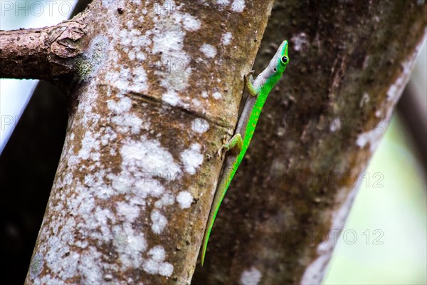 Seychelles giant day gecko