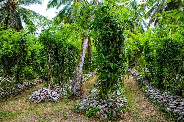 Vanilla Plantation