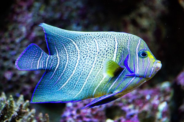 Reef fish