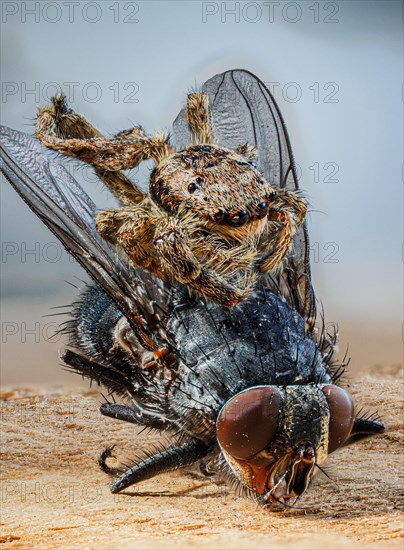 Tan jumping spider