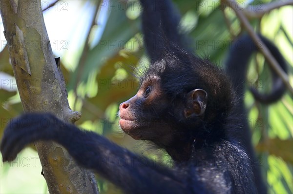 Peruvian spider monkey