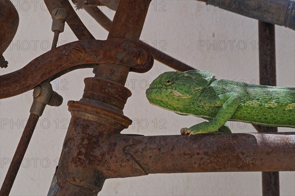 Mediterranean chameleon