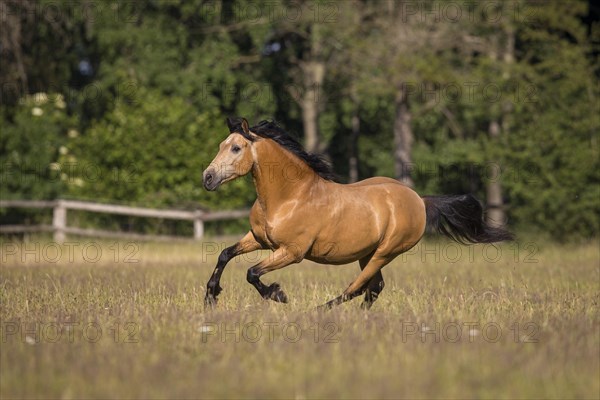 Pura Raza Espanola stallion dun at an exuberant gallop in the summer pasture