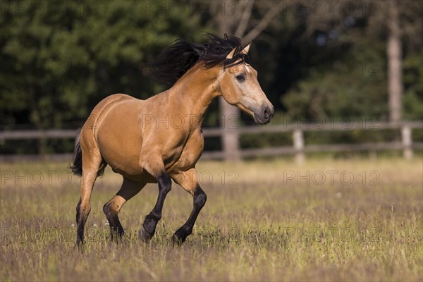 Pura Raza Espanola stallion dun galloping in the summer pasture