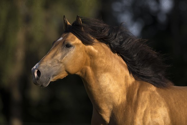 Pura Raza Espanola stallion dun with flowing mane in moving portrait