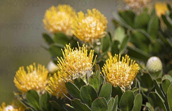 Pincushion protea