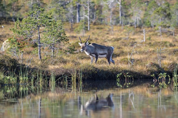 Reindeer