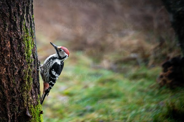 Middle-spotted woodpecker