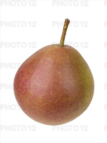 Pear variety Fellbacher Mostbirne