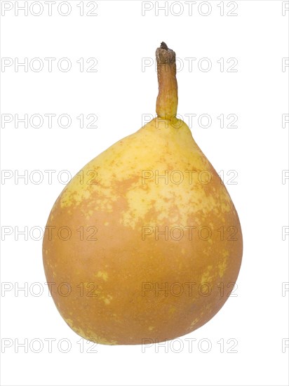 Pear variety Goldschwaenzchen