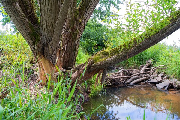 Tree with feeding marks directly at the beaver dam in sunshine