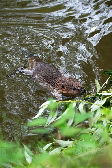 European beaver