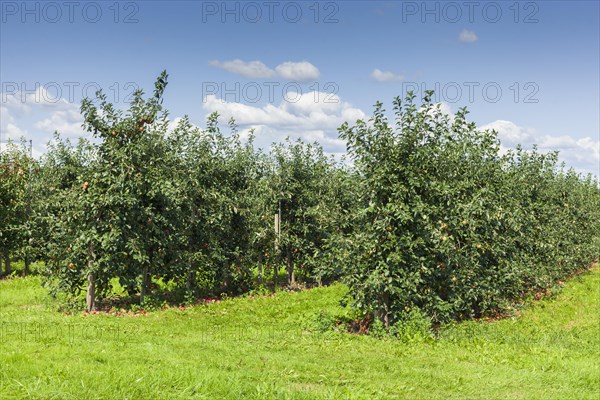 Apple orchard