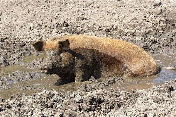 Duroc pig rolling in the mud