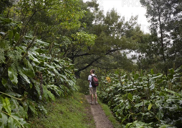 Hikers on the way to the Salto do Prego waterfall past the large-leaved perennials of the butterfly ginger