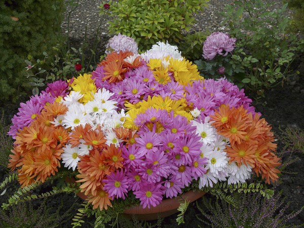 Aster arrangement in autumn