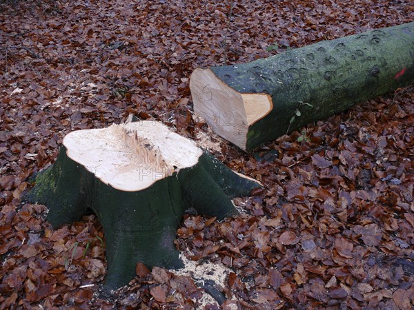 Freshly felled beech tree