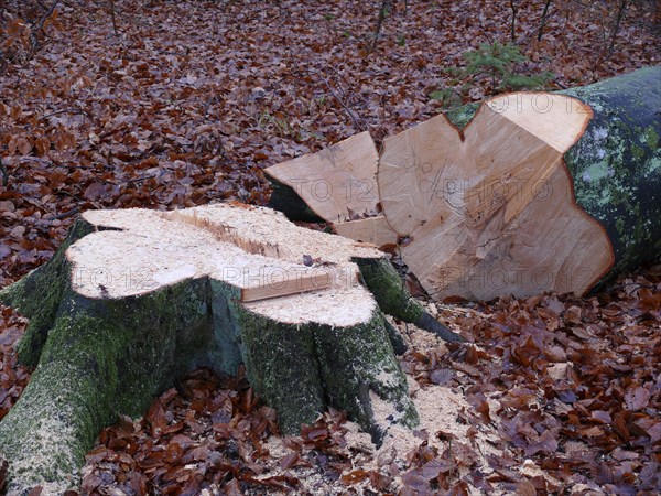 Freshly felled beech tree