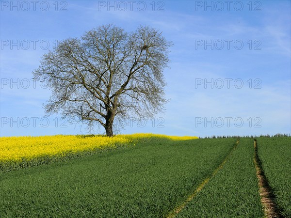 Bald walnut tree