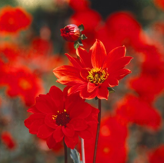 Dahlia Dahlia Hybrid Unwins Dwarf