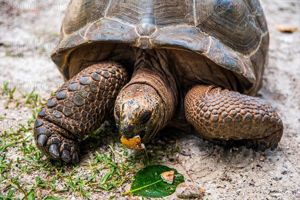 Aldabra giant tortoise