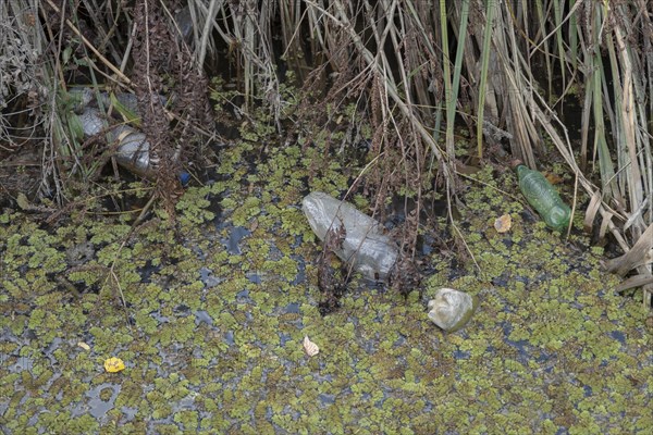 Plastic bottles swims on Floating Watermoss