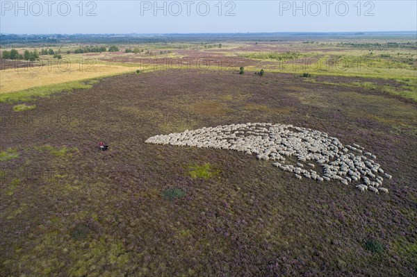 Aerial view of a flock of sheep in the Neustaedter Moor