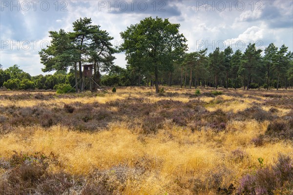 Pine trees with raised hide in the juniper grove nature reserve