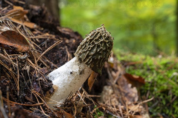 Common stinkhorn